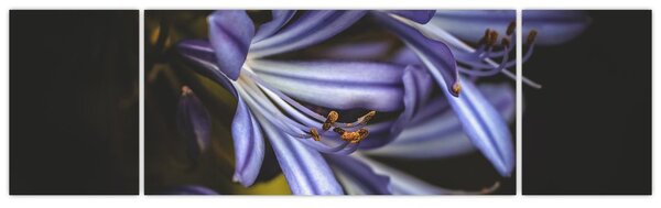 Obraz - Lila (170x50 cm)