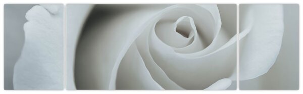 Obraz - Bílá růže (170x50 cm)