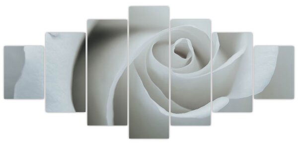Obraz - Bílá růže (210x100 cm)