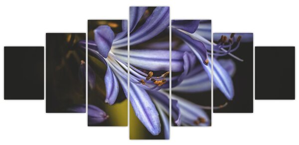Obraz - Lila (210x100 cm)