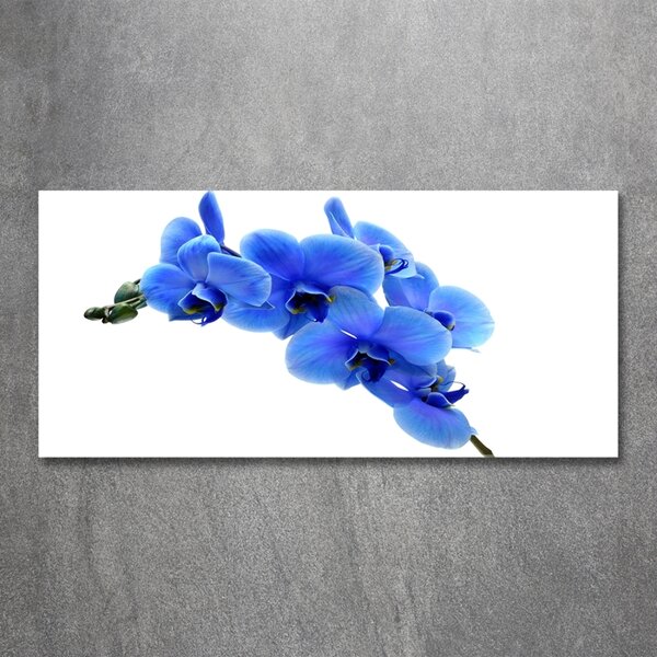 Foto obraz fotografie na skle Modrná orchidej osh-91549599