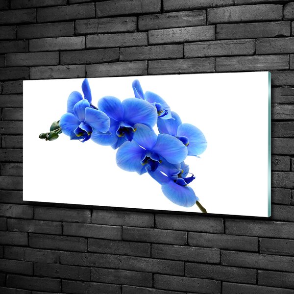 Foto obraz fotografie na skle Modrná orchidej osh-91549599
