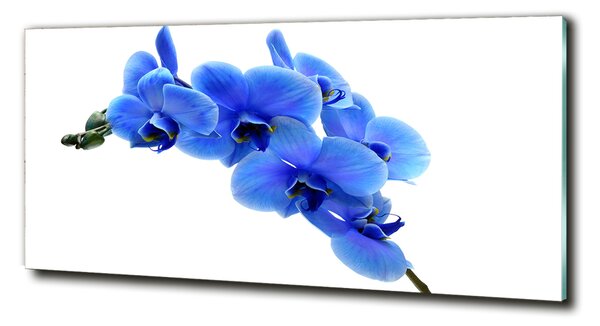 Foto obraz fotografie na skle Modrná orchidej osh-91549599