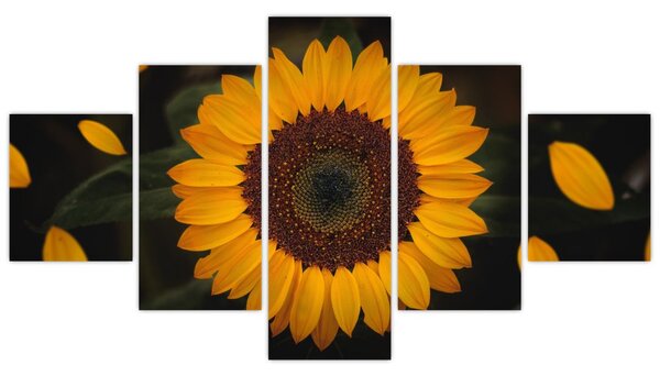 Obraz - Slunečnice a lístky květů (125x70 cm)