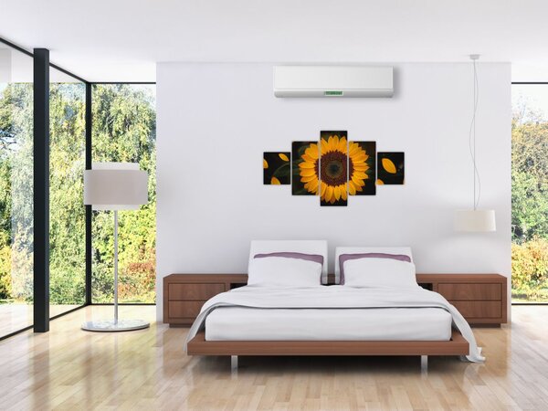 Obraz - Slunečnice a lístky květů (125x70 cm)