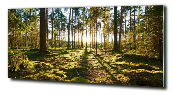 Fotoobraz na skle Sosnový les osh-92027264