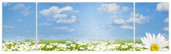 Obraz rozkvetlé louky s kopretinami (170x50 cm)