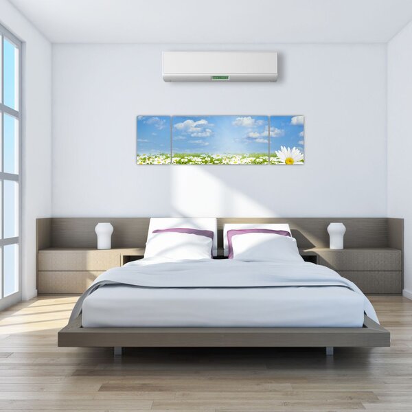 Obraz rozkvetlé louky s kopretinami (170x50 cm)