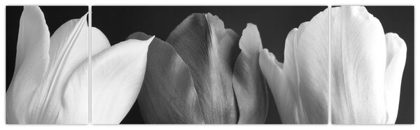 Obraz - Černobílé květy tulipánů (170x50 cm)