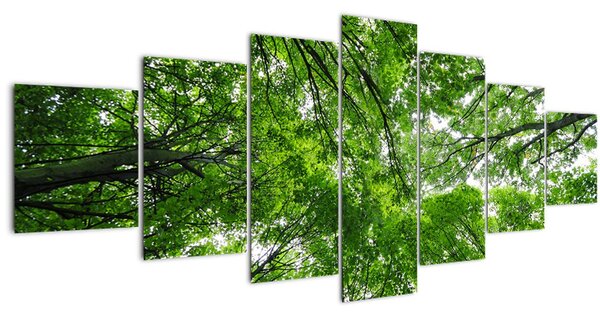 Obraz - Pohled do korun stromů (210x100 cm)