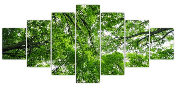 Obraz - Pohled do korun stromů (210x100 cm)