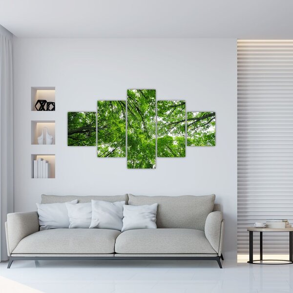 Obraz - Pohled do korun stromů (125x70 cm)