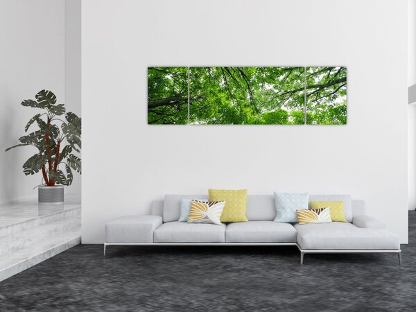 Obraz - Pohled do korun stromů (170x50 cm)