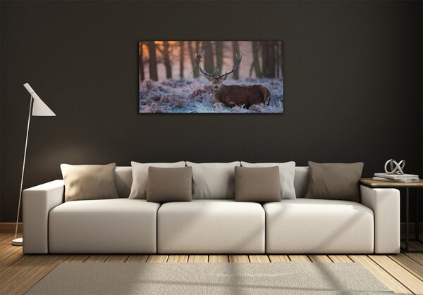 Foto-obraz na skle horizontální Jelen východ slunce osh-94032190
