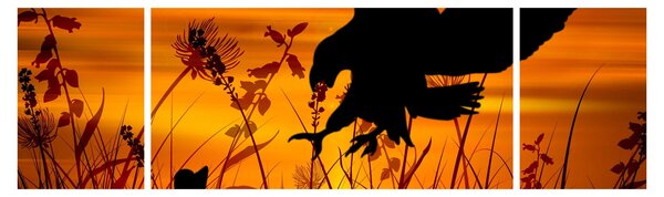 Obraz siluety dravce (170x50 cm)