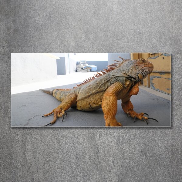Foto-obraz na skle Iguana osh-97700993