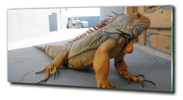 Foto-obraz na skle Iguana osh-97700993