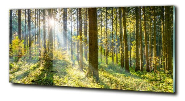 Foto obraz sklo tvrzené Les slunce osh-98252702