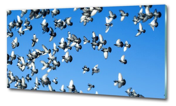 Foto-obraz fotografie na skle Stádo holubů osh-99282619