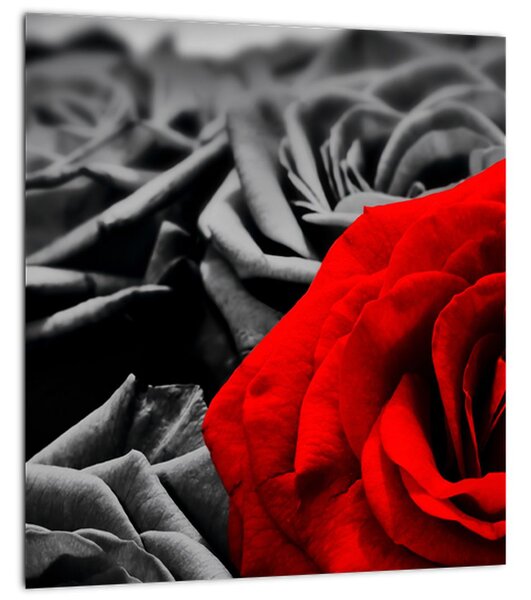 Obraz - Květy růží (30x30 cm)