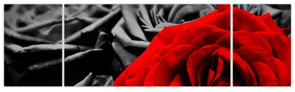 Obraz - Květy růží (170x50 cm)