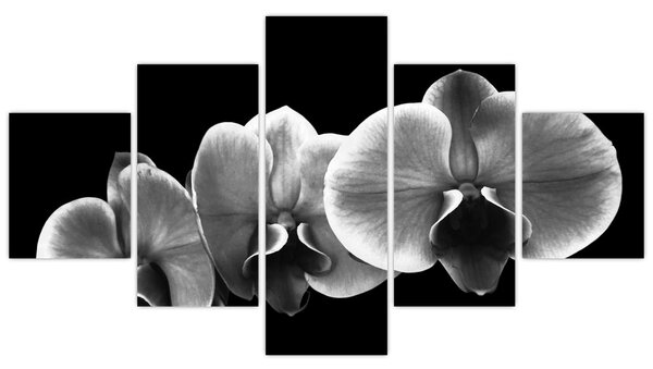 Obraz květu orchideje (125x70 cm)