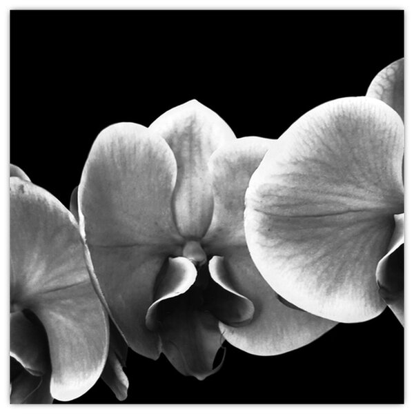 Obraz květu orchideje (30x30 cm)