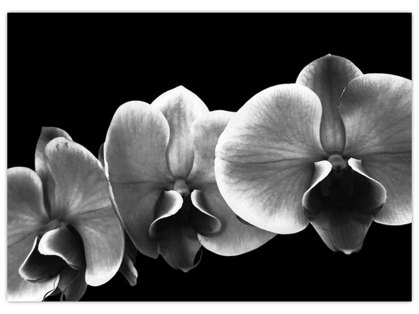 Obraz květu orchideje (70x50 cm)