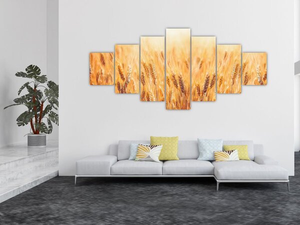 Obraz - pole s obilím (210x100 cm)