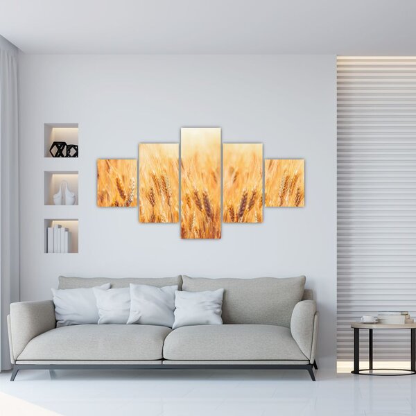 Obraz - pole s obilím (125x70 cm)