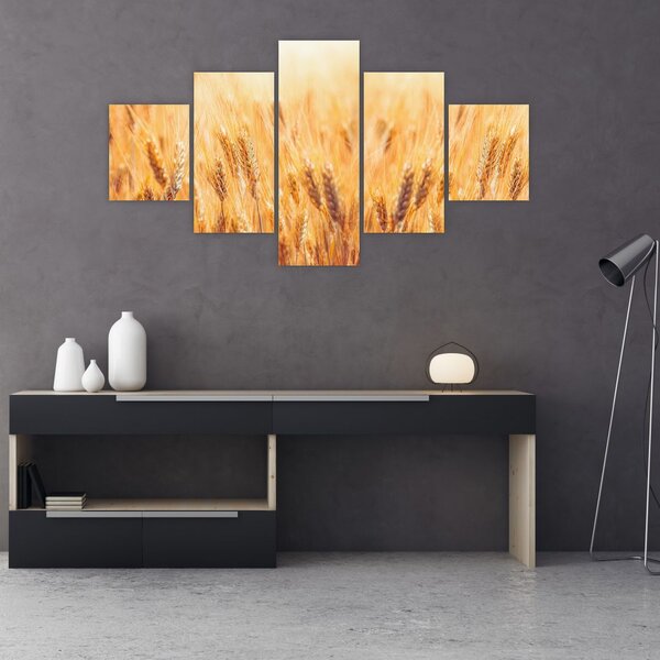 Obraz - pole s obilím (125x70 cm)