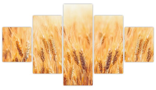 Obraz - pole s obilím (125x70 cm)