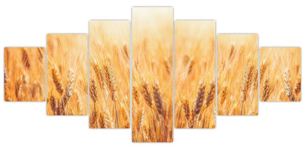 Obraz - pole s obilím (210x100 cm)