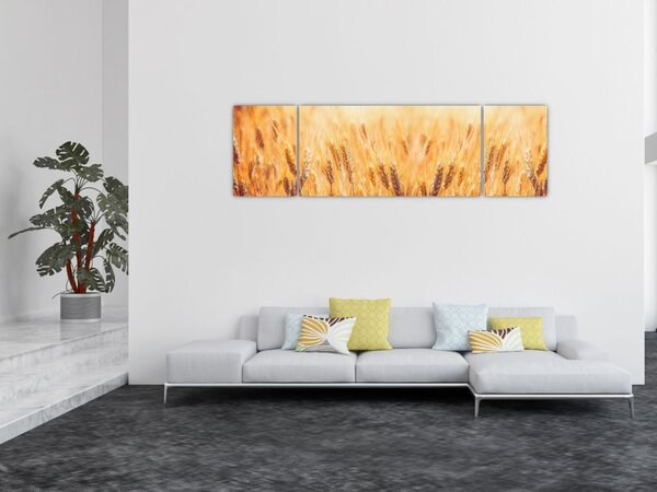 Obraz - pole s obilím (170x50 cm)
