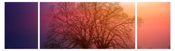 Obraz stromů v mlze (170x50 cm)