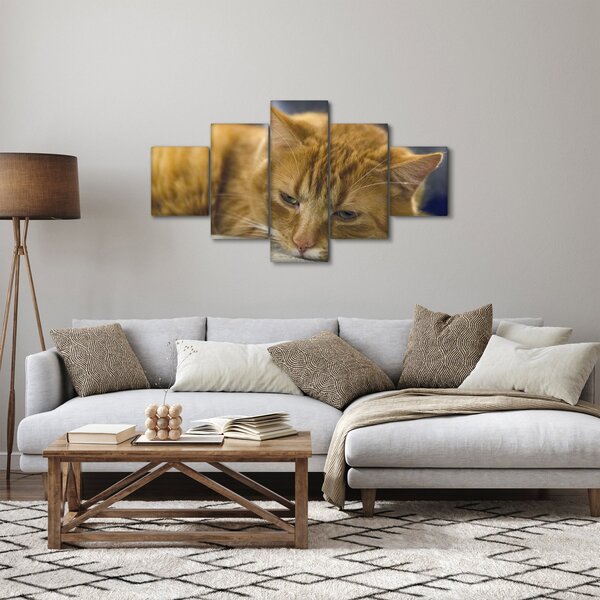 Obraz kočky (125x70 cm)