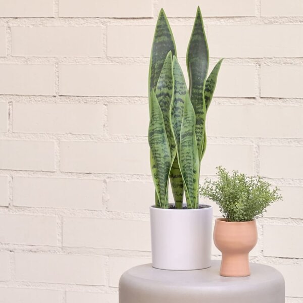 Umělá květina Kave Home Sansevieria