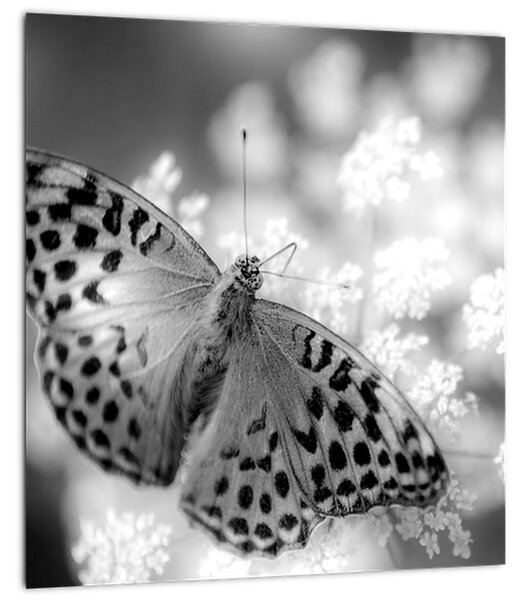 Obraz - Detail motýla opylující květ (30x30 cm)