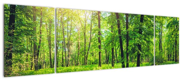Obraz - Jarní listnatý les (170x50 cm)