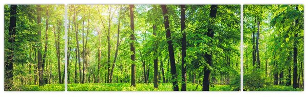 Obraz - Jarní listnatý les (170x50 cm)