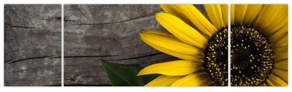 Obraz - Květ slunečnice (170x50 cm)
