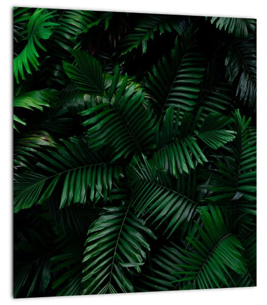 Obraz - Tropické kapradí (30x30 cm)