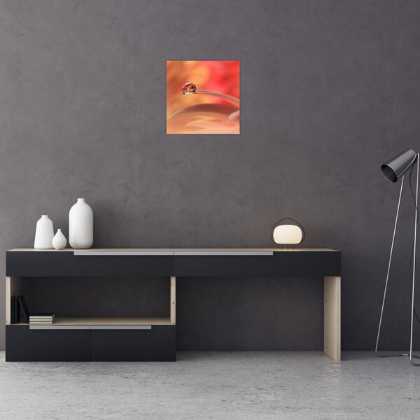 Obraz květinové kapky rosy (30x30 cm)