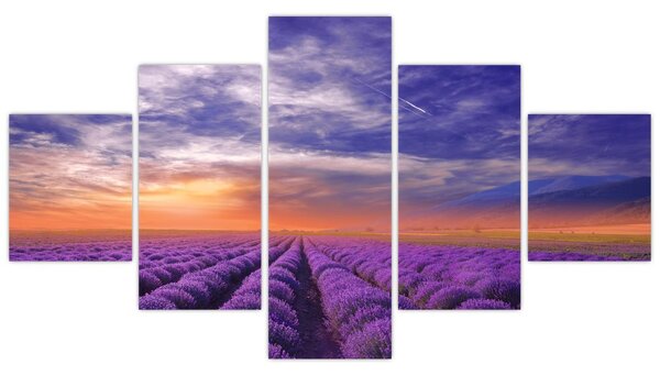 Obraz levandulového pole (125x70 cm)