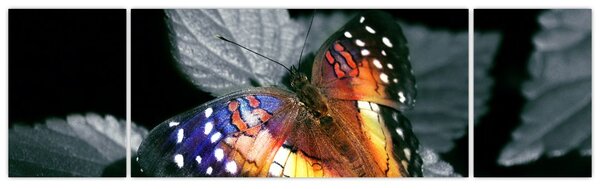 Obraz motýla (170x50 cm)