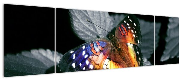 Obraz motýla (170x50 cm)