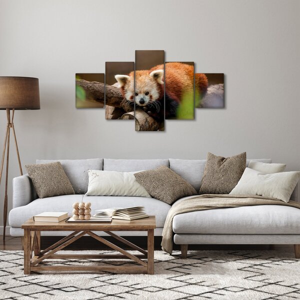 Obraz pandy červené (125x70 cm)