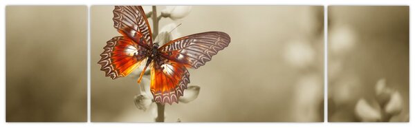 Obraz motýla (170x50 cm)