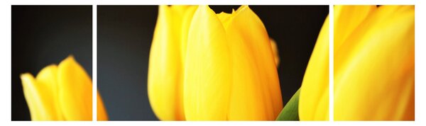 Obraz tulipánů (170x50 cm)