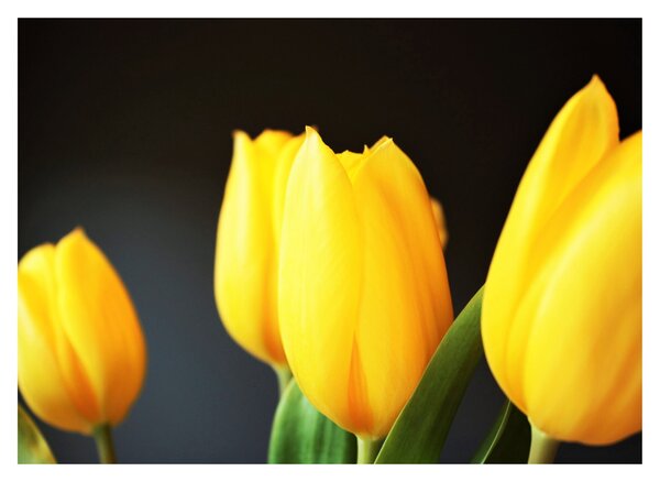 Obraz tulipánů (70x50 cm)